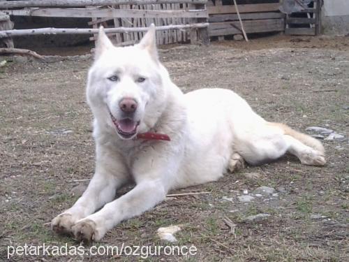 kont Erkek Sibirya Kurdu (Husky)