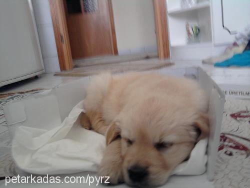 poyraz Erkek Golden Retriever