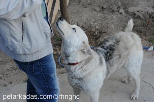 bulut Dişi Sibirya Kurdu (Husky)