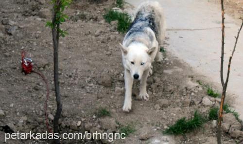 bulut Dişi Sibirya Kurdu (Husky)