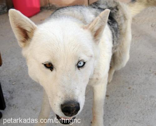 bulut Dişi Sibirya Kurdu (Husky)