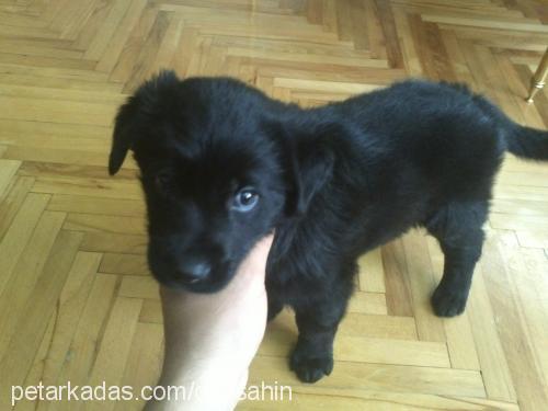 kömür Erkek Labrador Retriever