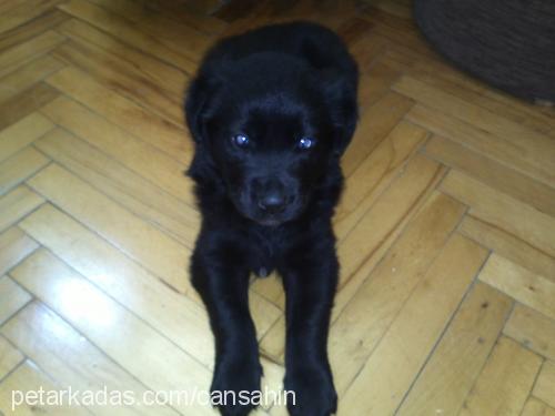 kömür Erkek Labrador Retriever