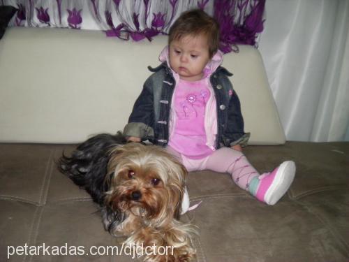 lalaapage Dişi Yorkshire Terrier