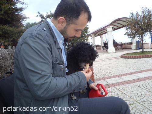 çirkin Dişi Glen of Imaal Terrier