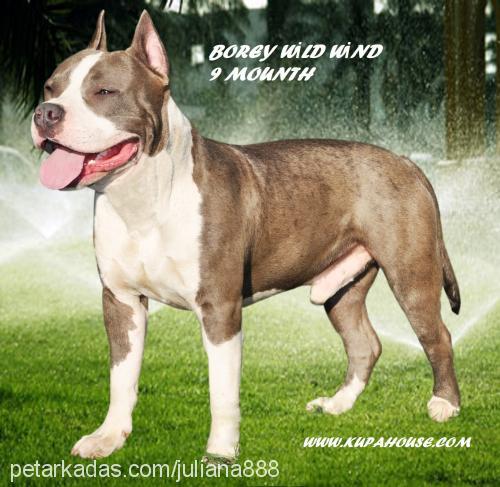 borey Erkek Amerikan Staffordshire Terrier