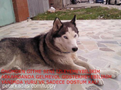 duman Erkek Sibirya Kurdu (Husky)