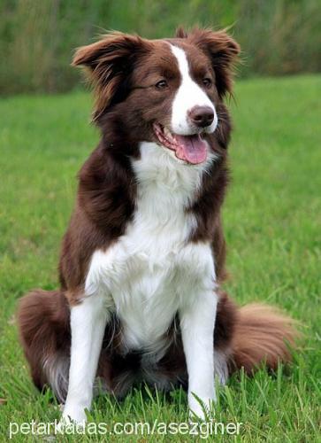 chopen Erkek Border Collie