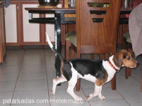 maylo Erkek Beagle