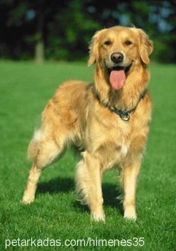 tarçın Dişi Golden Retriever