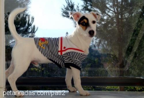 patİ Erkek Jack Russell Terrier