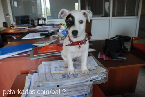 patİ Erkek Jack Russell Terrier