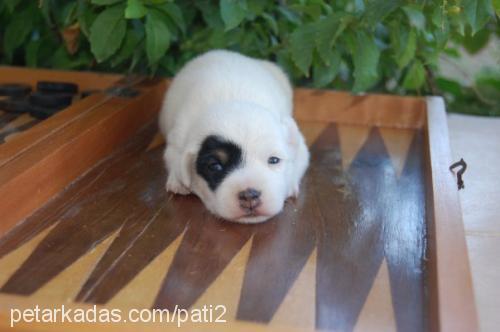 patİ Erkek Jack Russell Terrier