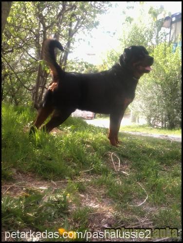 rockyvonanka Erkek Rottweiler