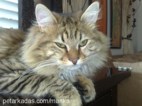 pisika Dişi Maine Coon