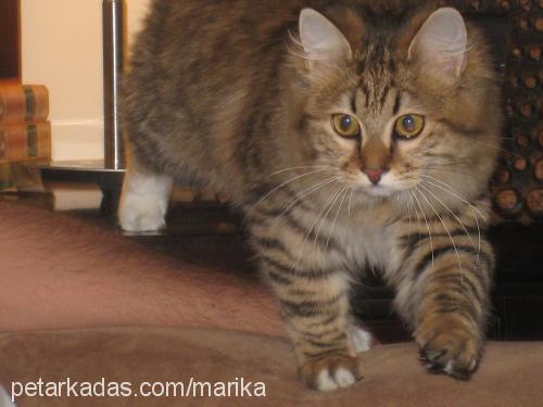 pisika Dişi Maine Coon