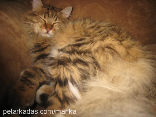 pisika Dişi Maine Coon