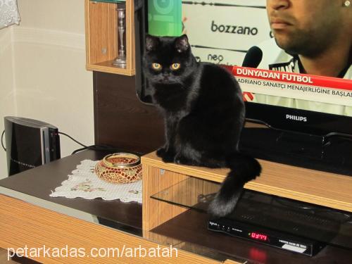 duman Dişi Exotic Shorthair