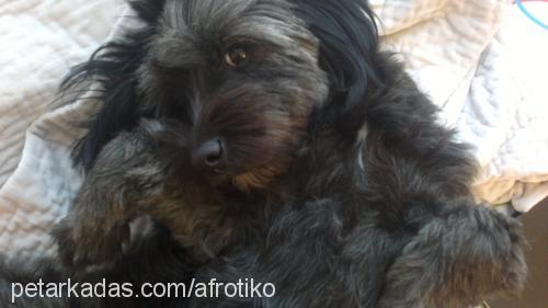 afro Dişi Norfolk Terrier