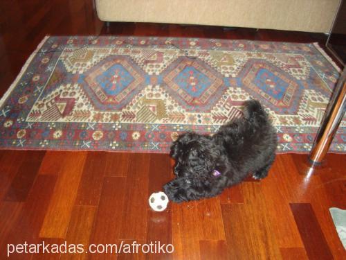 afro Dişi Norfolk Terrier