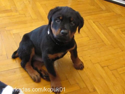 asİ Erkek Rottweiler