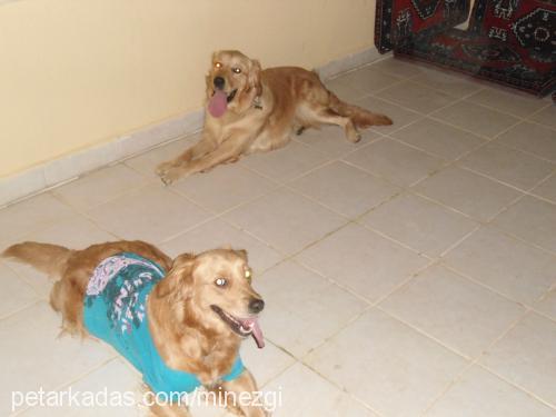 lady Dişi Golden Retriever