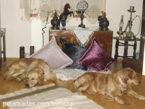 lady Dişi Golden Retriever