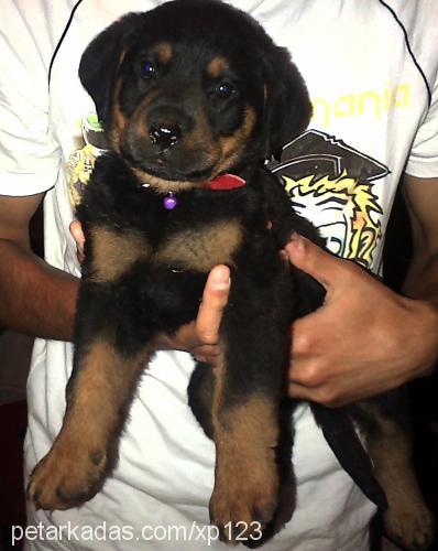 hector Erkek Rottweiler