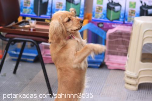 bademm Dişi İngiliz Cocker Spaniel