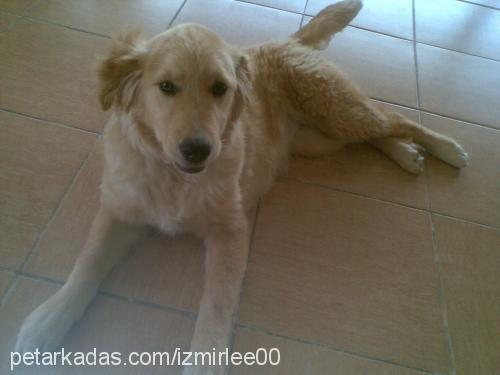 lindaa Dişi Golden Retriever