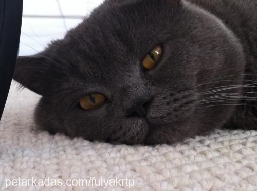 gece Erkek British Shorthair