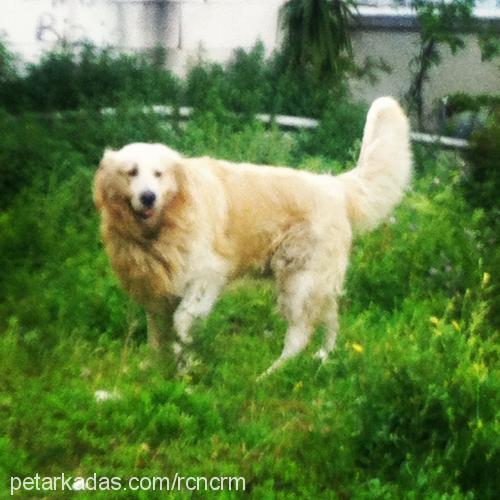 bak Erkek Golden Retriever