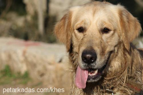 tango Erkek Golden Retriever