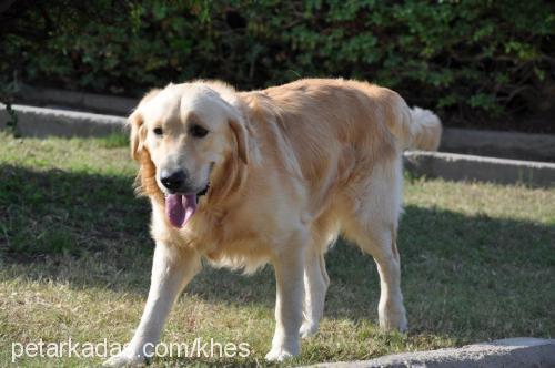 tango Erkek Golden Retriever