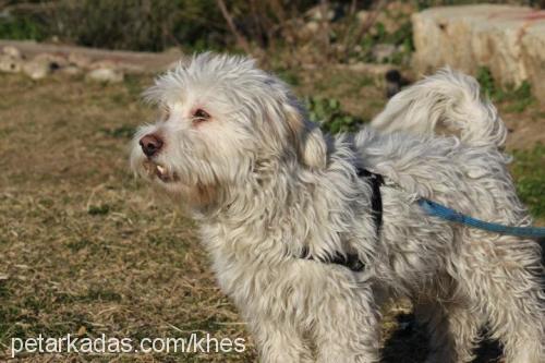 cash Erkek West Highland White Terrier