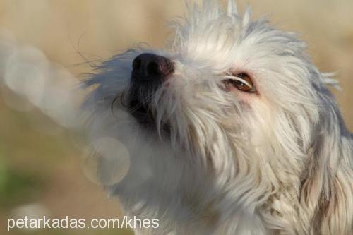 cash Erkek West Highland White Terrier