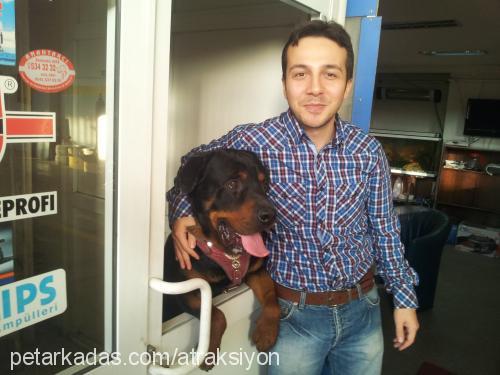 bulut Erkek Rottweiler