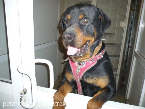 bulut Erkek Rottweiler