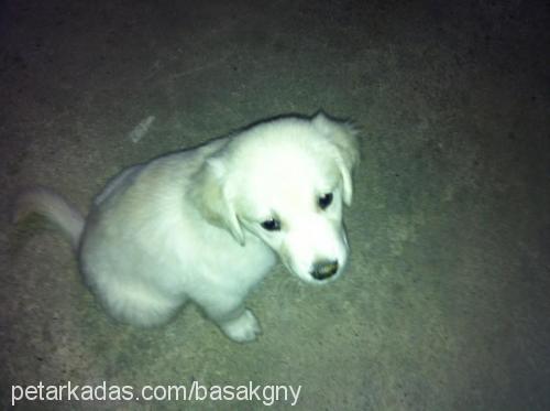 snow Erkek Golden Retriever