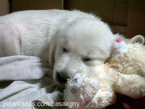 snow Erkek Golden Retriever