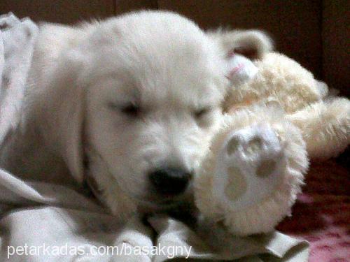 snow Erkek Golden Retriever