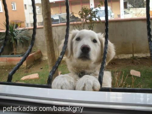 snow Erkek Golden Retriever