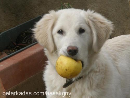 snow Erkek Golden Retriever