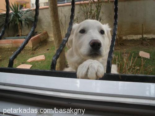 snow Erkek Golden Retriever