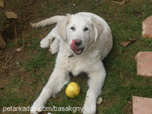 snow Erkek Golden Retriever