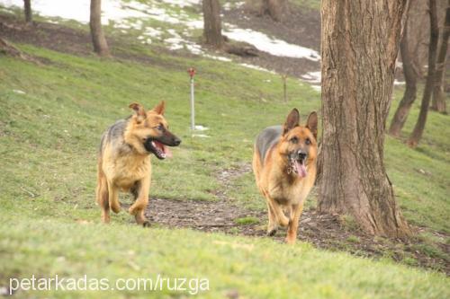 nancy Dişi Alman Çoban Köpeği