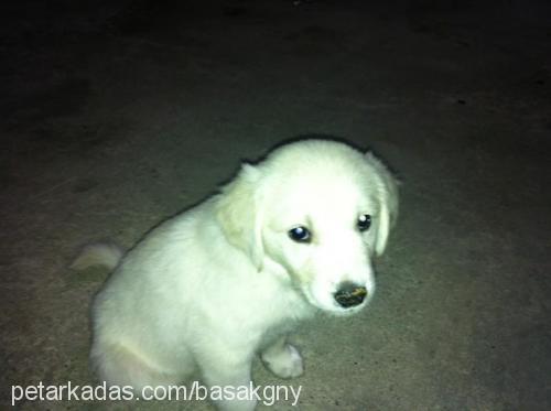 snow Erkek Golden Retriever