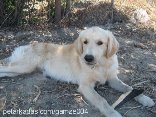 tutku Dişi Golden Retriever