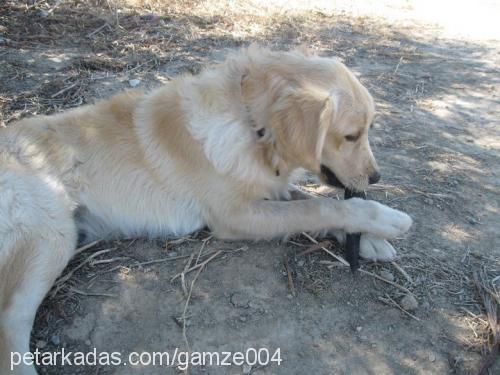 tutku Dişi Golden Retriever