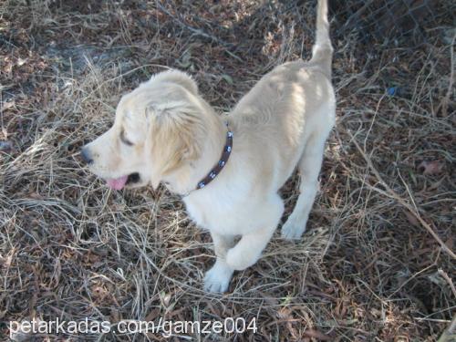 tutku Dişi Golden Retriever